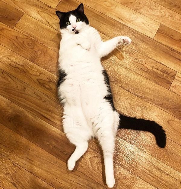 happy tails cat