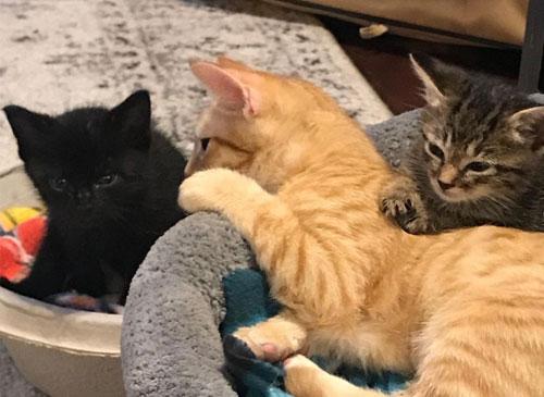 adoptAcat