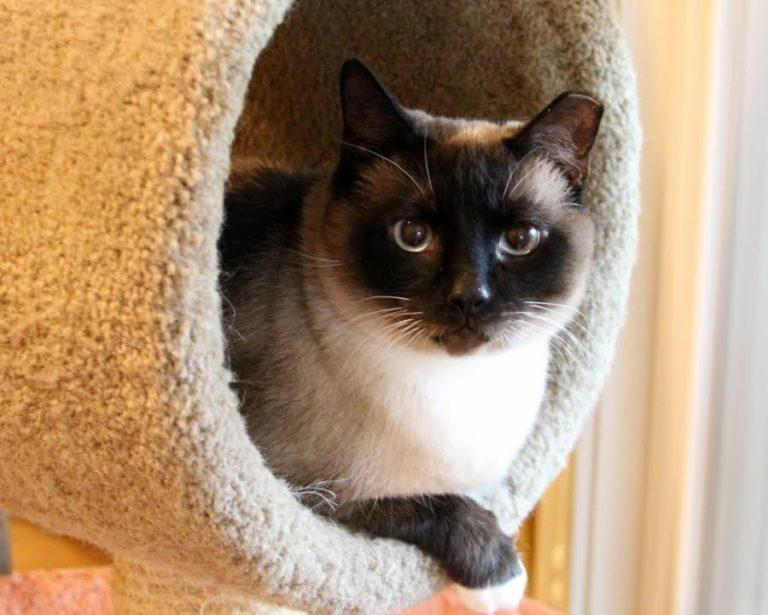 Recovery Room Cats Animal Welfare League of Montgomery County