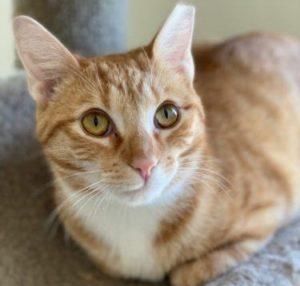 Available Cats – Animal Welfare League of Montgomery County