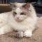 Kahless