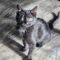 Asher Kitten