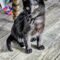 Asher Kitten