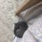 Lint