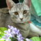 Maeve