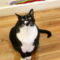 Pepper