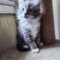 Fluffy Muffy