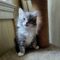Fluffy Muffy