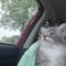 Fluffy Muffy