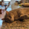Gunther