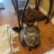 Gaddy (Gigi)