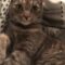Phoebe