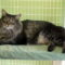 Gaddy (Gigi)