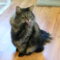 Gaddy (Gigi)