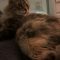 Snagglepuss