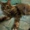 Snagglepuss