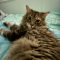 Snagglepuss