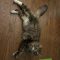Snagglepuss