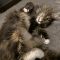 Snagglepuss