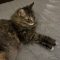 Snagglepuss