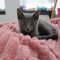 Oliver